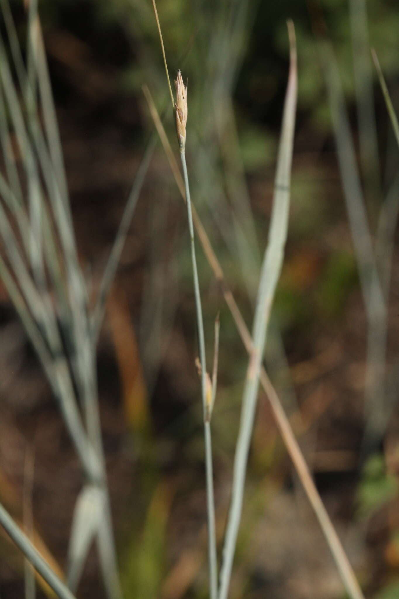 Imagem de Elymus bungeanus (Trin.) Melderis