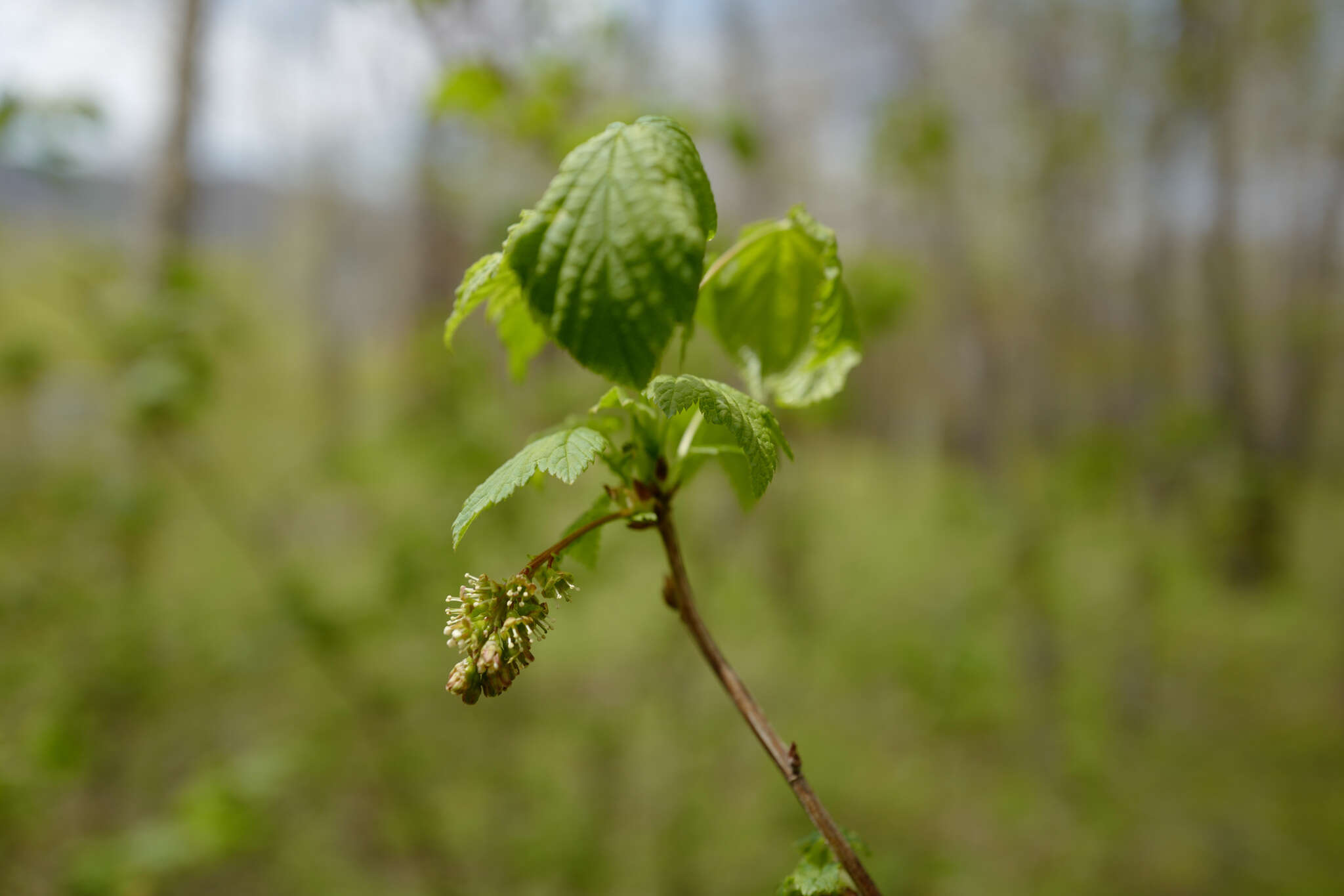 Sivun Ribes mandshuricum (Maxim.) Kom. kuva