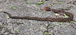 صورة Bothrops jararacussu Lacerda 1884