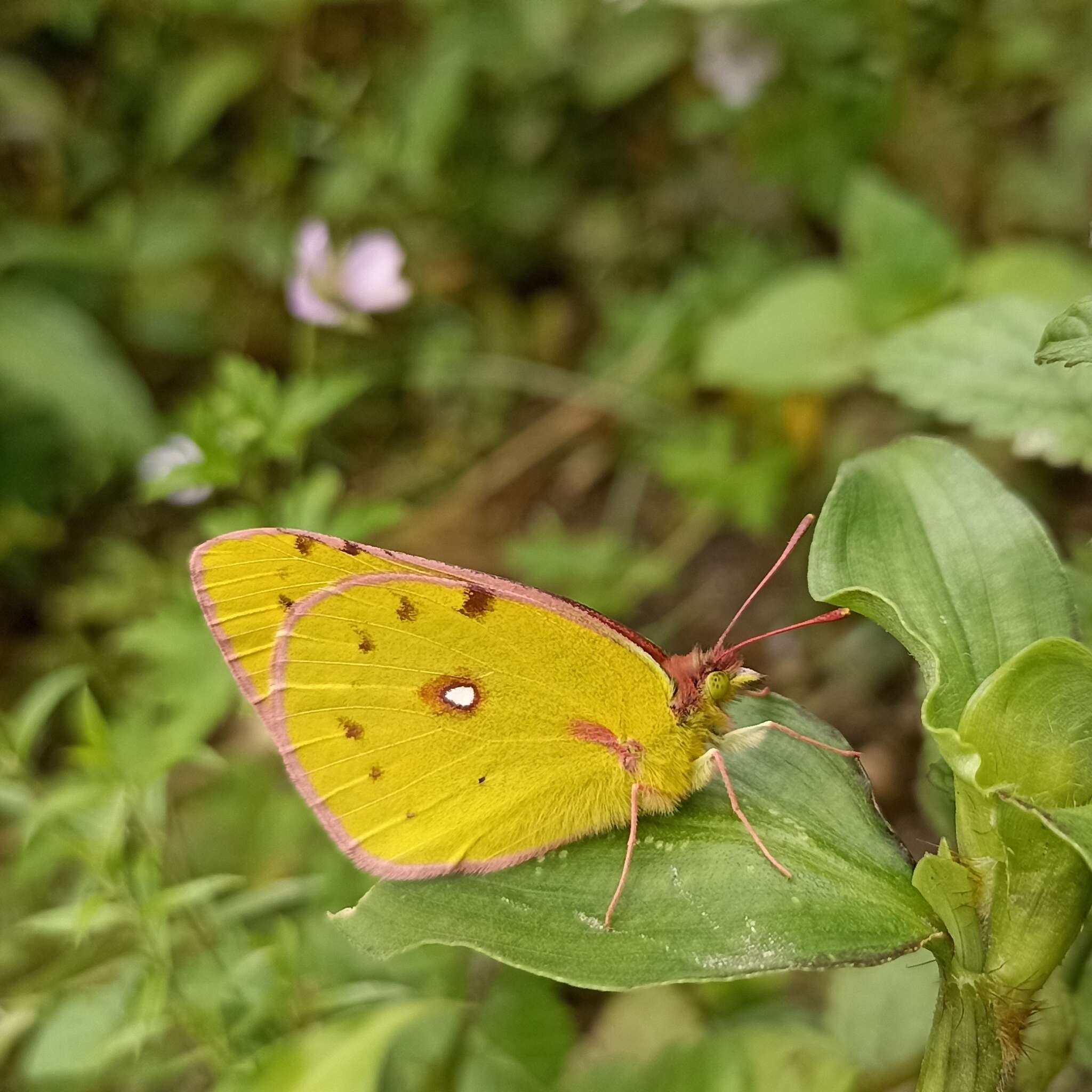 Image of Colias fieldii Ménétriès 1855