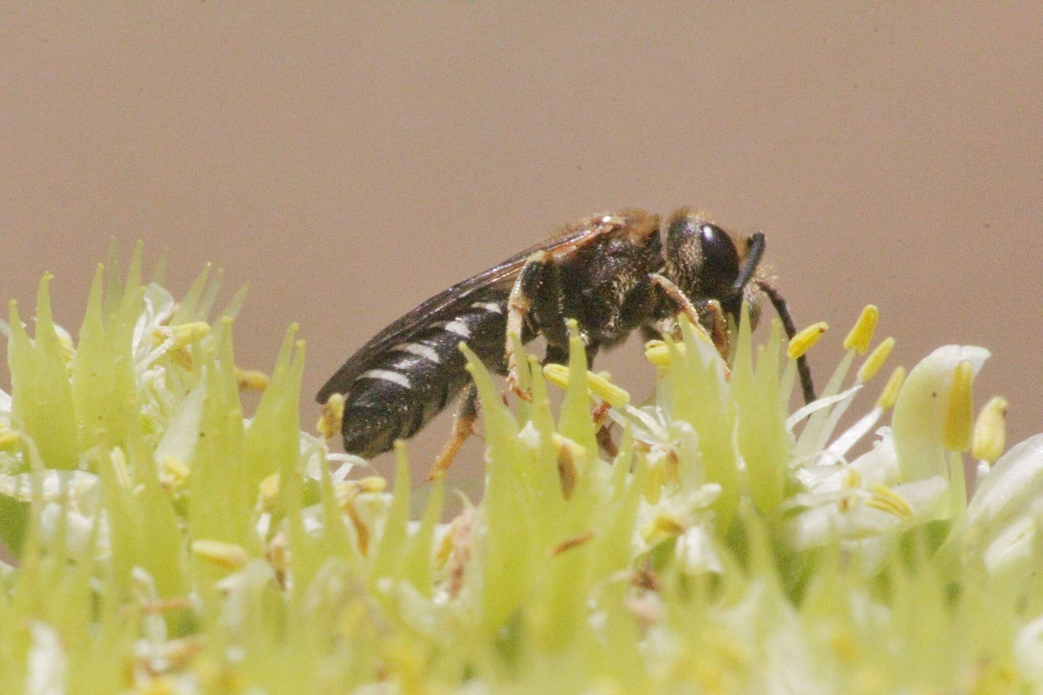 Image of Halictus maculatus Smith 1848