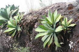 Image of Agave vazquezgarciae Cházaro & J. A. Lomelí