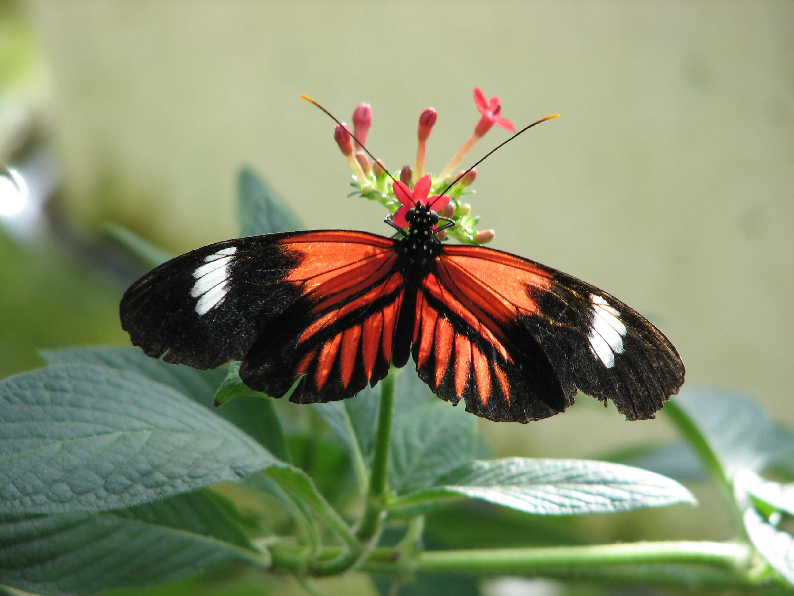 Image of Heliconius melpomene Linnaeus 1758