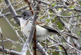 Image of Gray Vireo