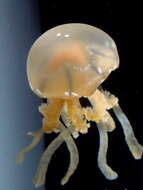 Image of jellyfish