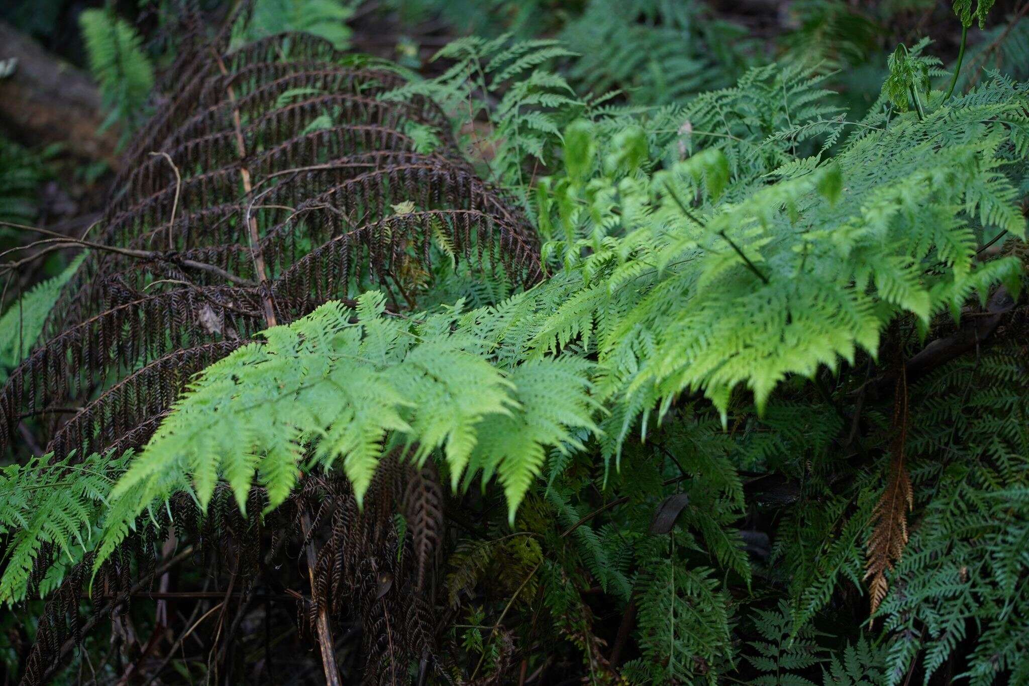 Image of Pteris epaleata D. J. Ohlsen