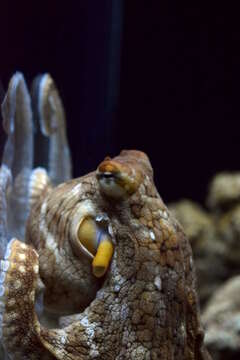 Image of night octopus