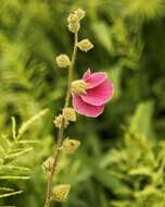 Image of Hibiscus diversifolius subsp. rivularis (Brem. & Oberm.) Exell