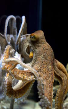 Image of night octopus