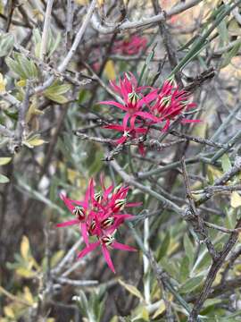 Image of Microloma calycinum E. Mey.