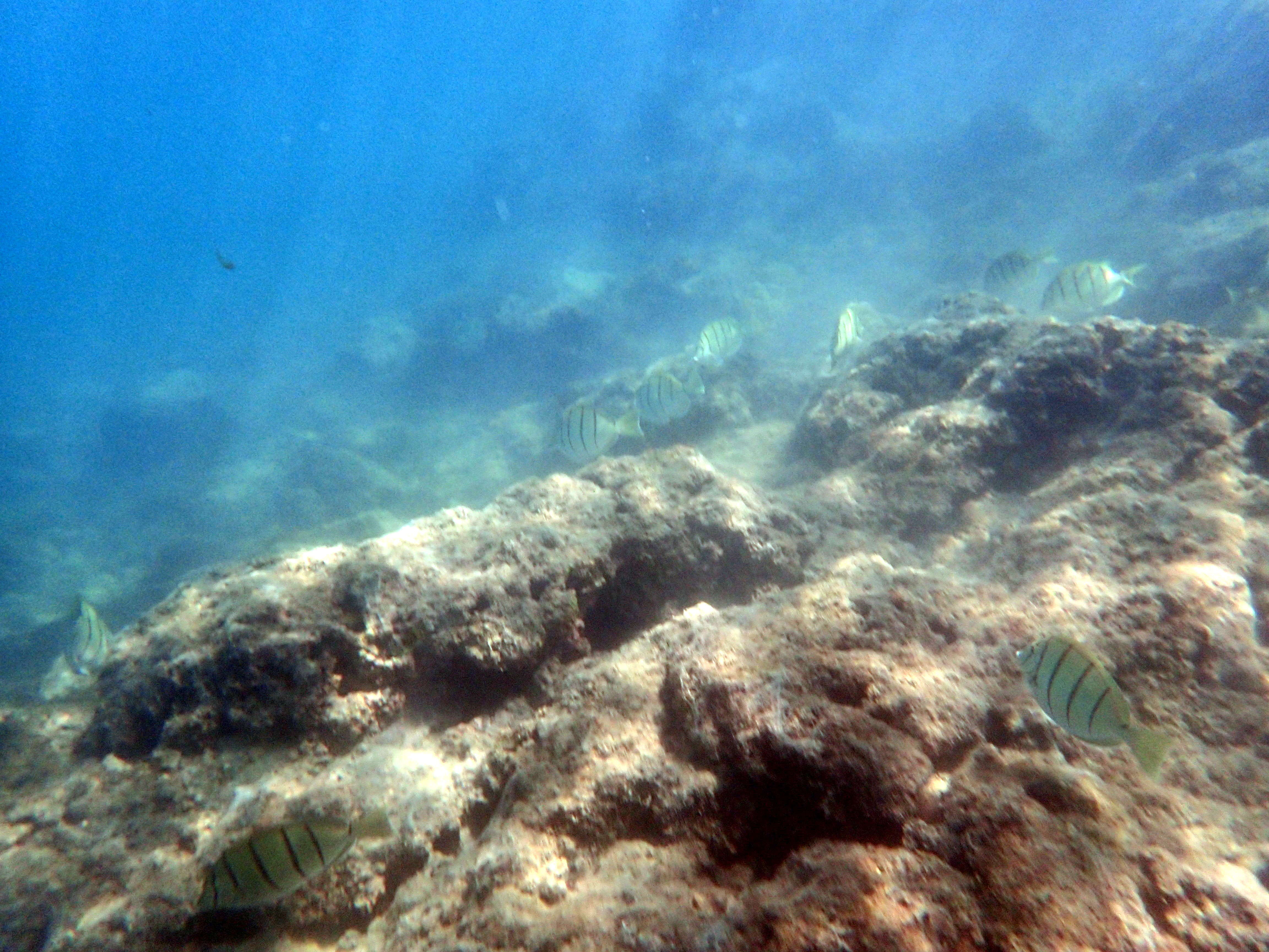 Image of Convict Surgeonfish