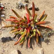 Image of Glottiphyllum peersii L. Bol.