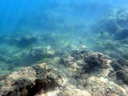 Image of Convict Surgeonfish