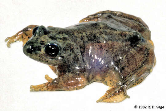 Image of Patagonia Frog