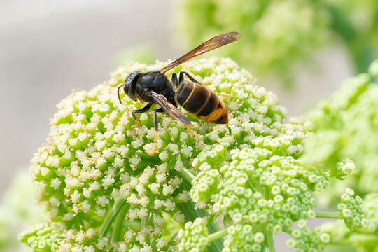 Image of Vespa velutina nigrithorax Buysson 1905