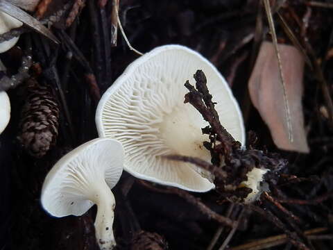 Image of Clitocella fallax (Quél.) Kluting, T. J. Baroni & Bergemann 2014