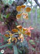 Слика од Encyclia diota (Lindl.) Schltr.