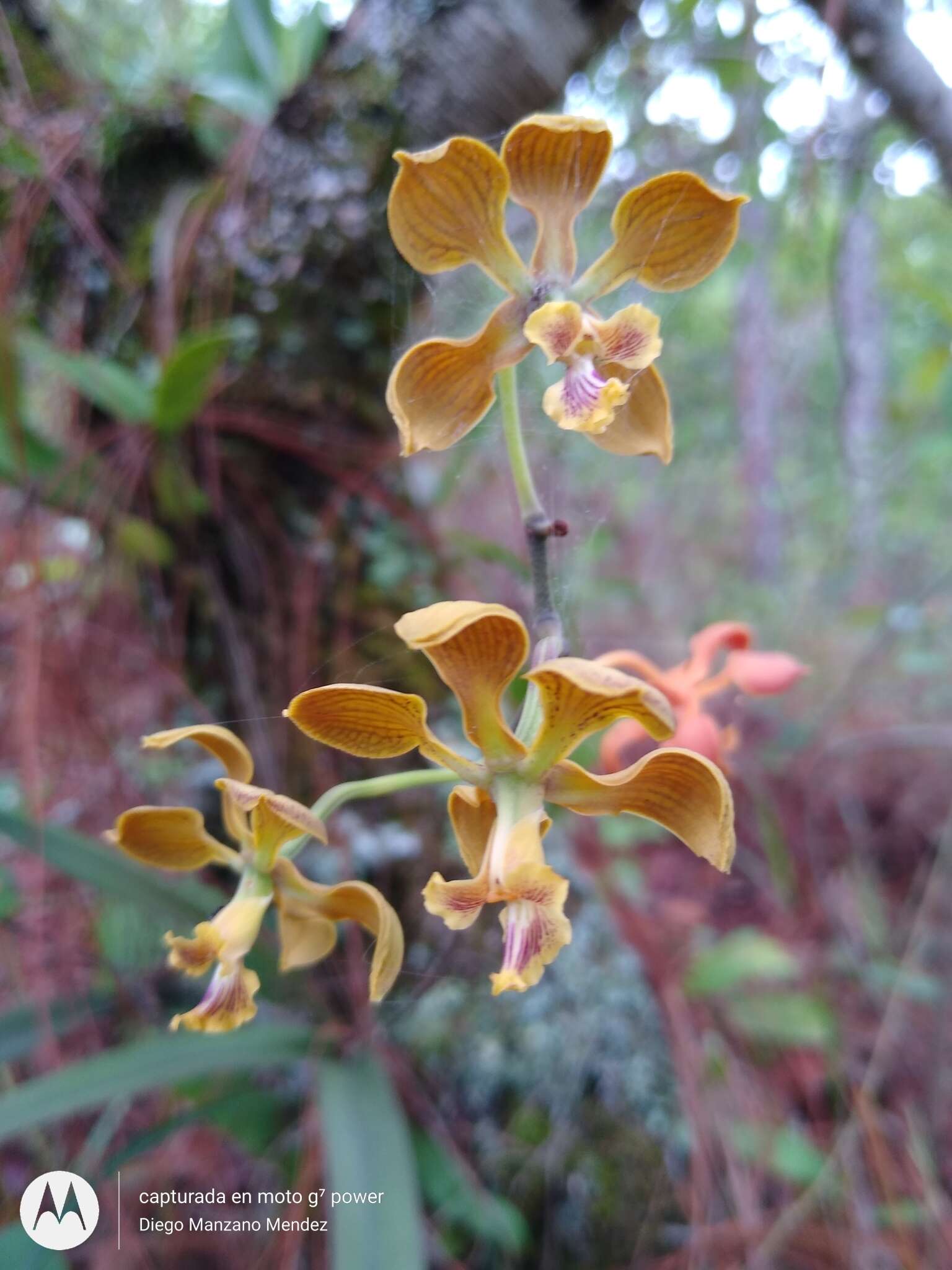 Слика од Encyclia diota (Lindl.) Schltr.