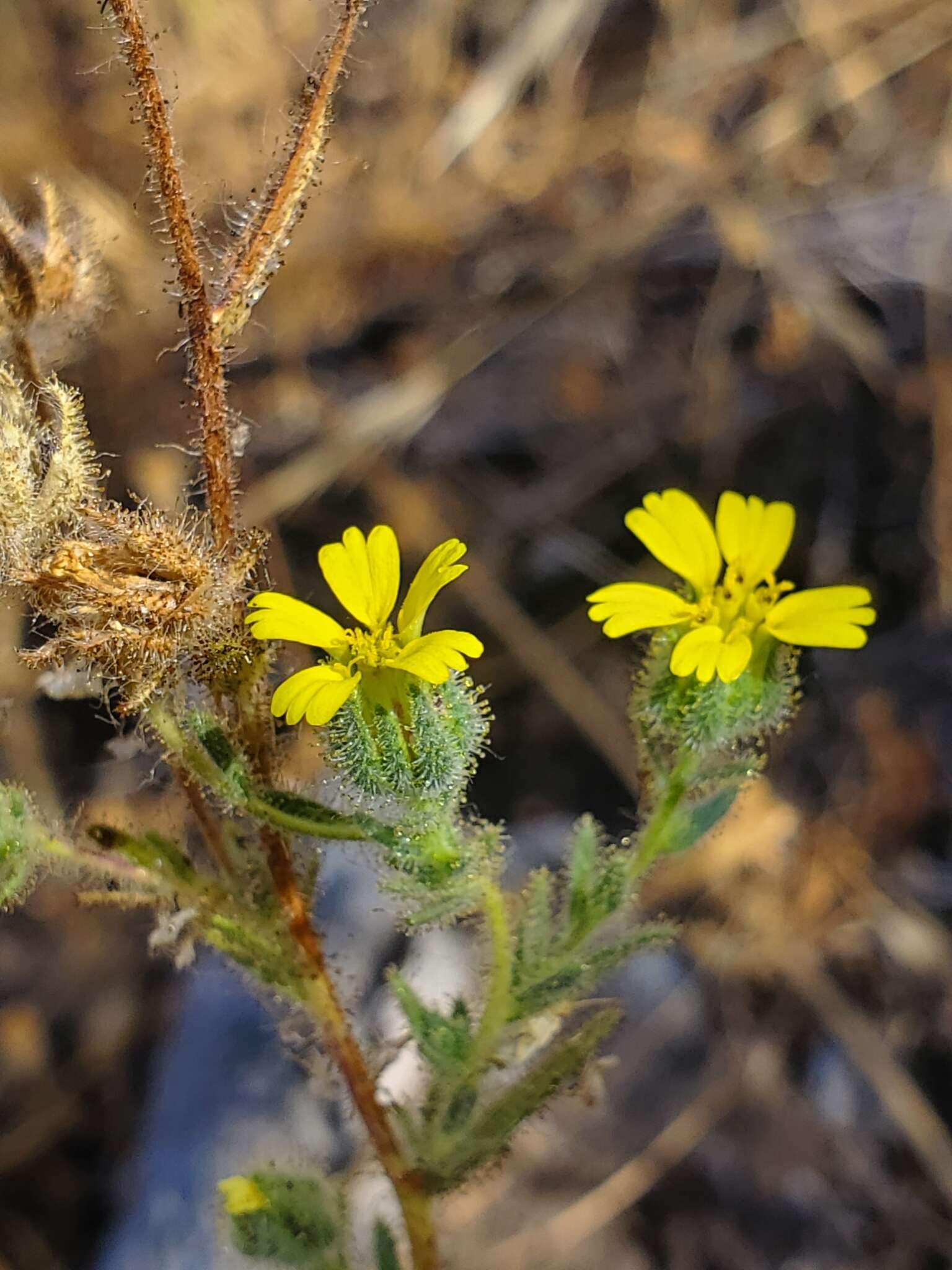 Image of Madia chilensis (Nutt.) Reiche