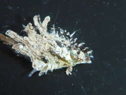 Image of scaly wing oyster