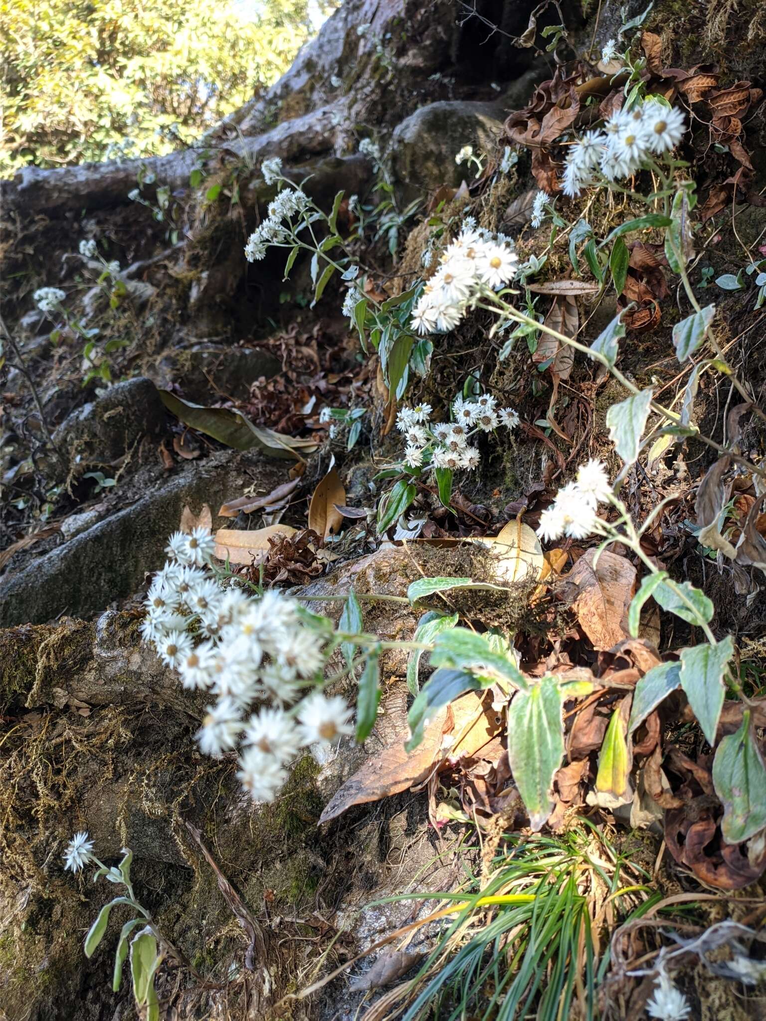 Image of Three-nerved Pearly Everlasting