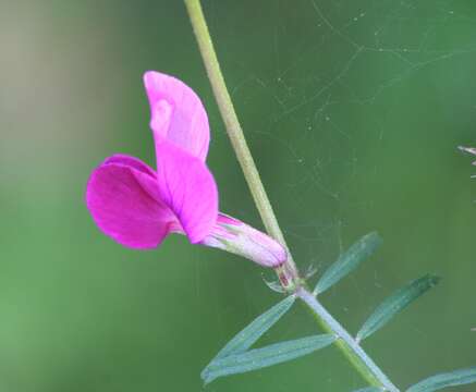 Imagem de Lathyrus clymenum L.