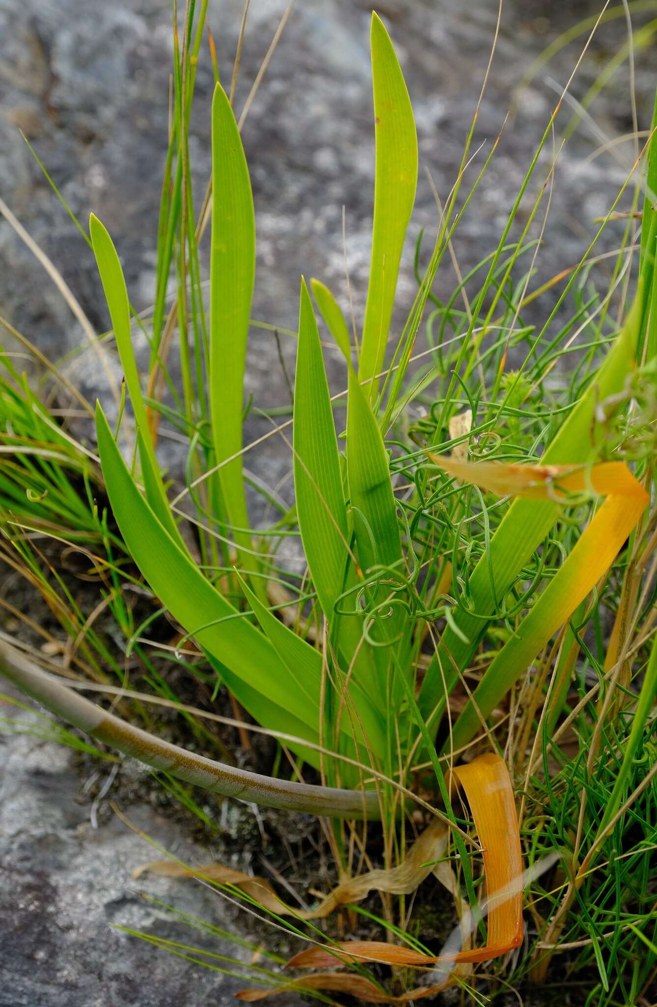 Слика од Agapanthus africanus (L.) Hoffmanns.