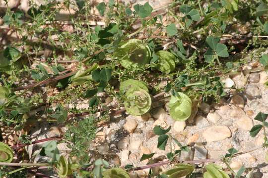 Image of blackdisk medick