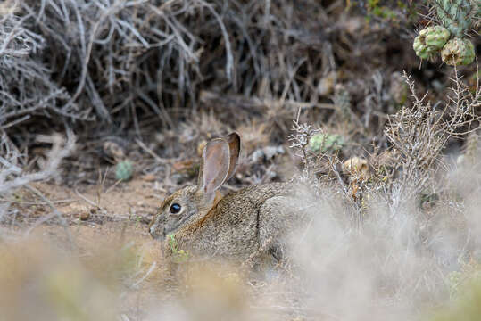 Image of Audubon's Cottontail