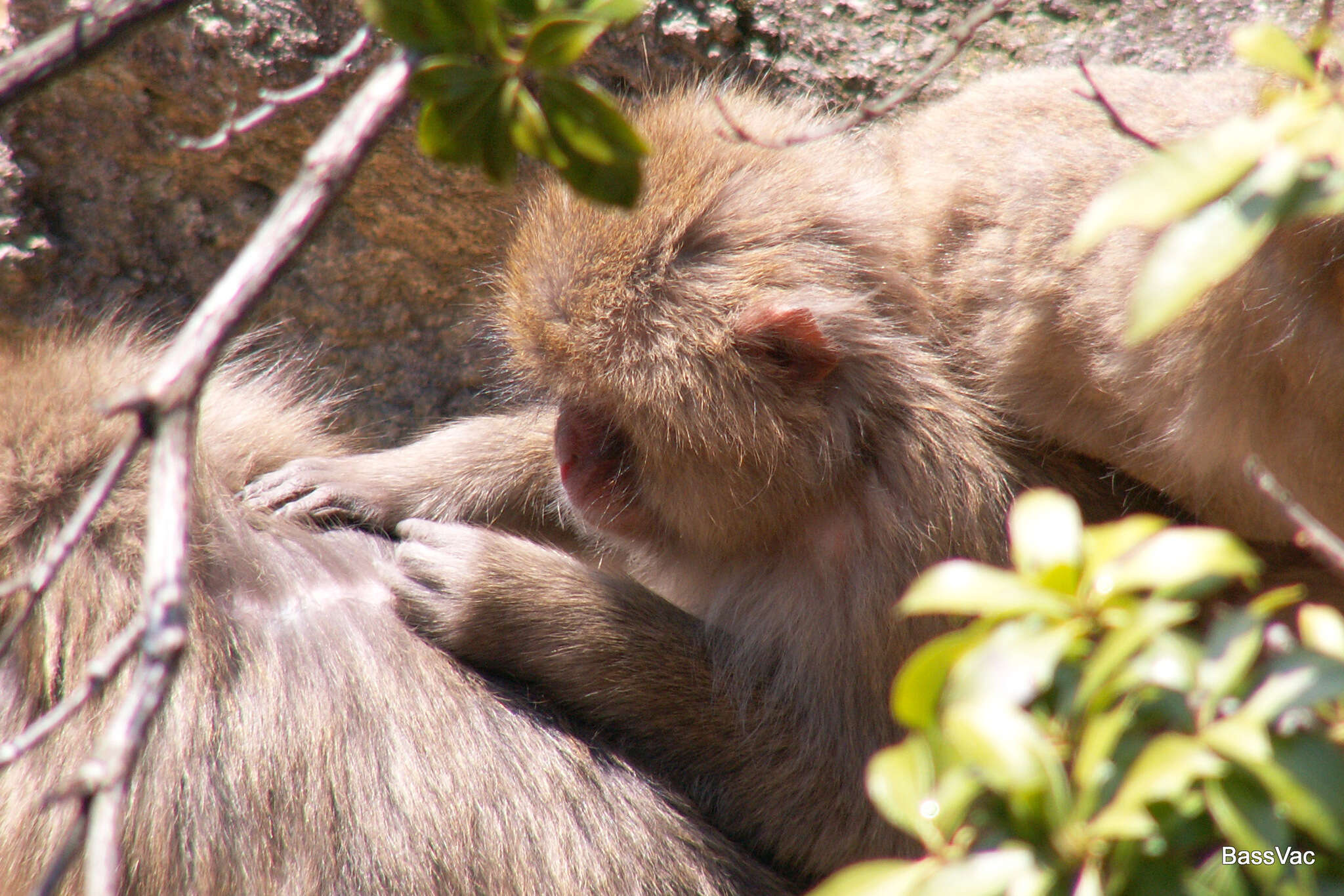 Слика од Macaca fuscata fuscata (Blyth 1875)