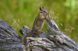 Image of Least Chipmunk