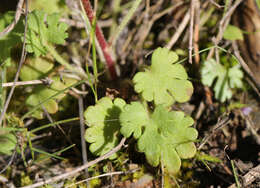 Image of Saxifraga dichotoma Willd. ex Sternb.