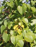 صورة Dioscorea cotinifolia Kunth