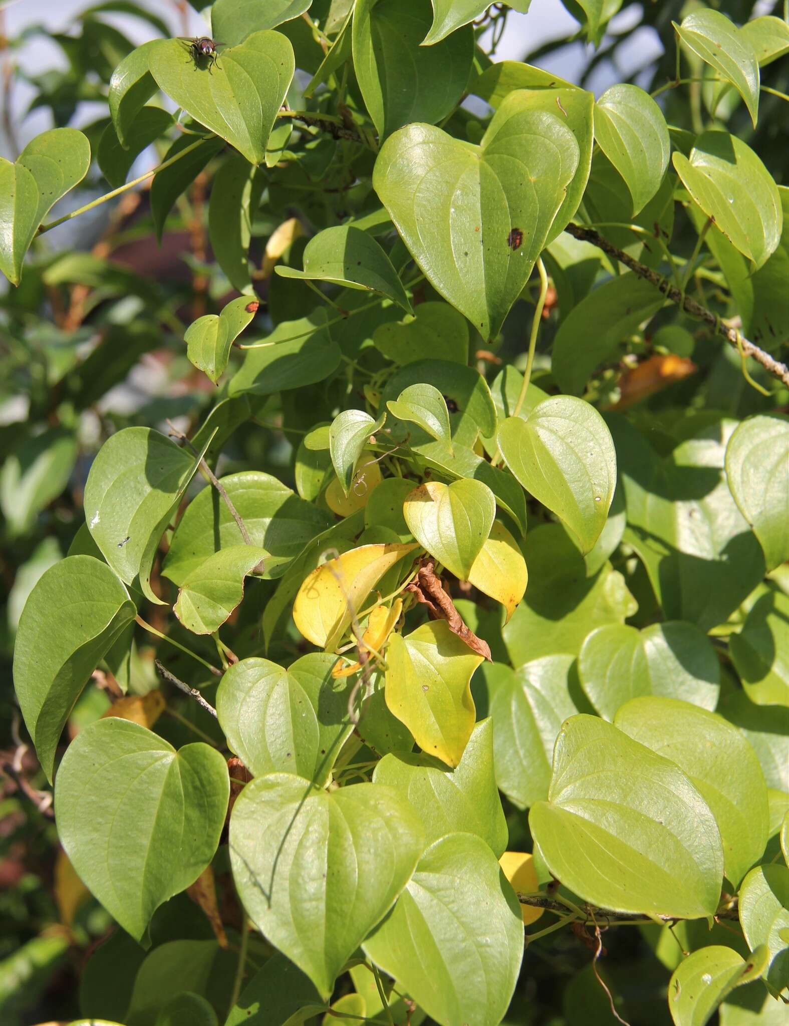 Dioscorea cotinifolia Kunth的圖片