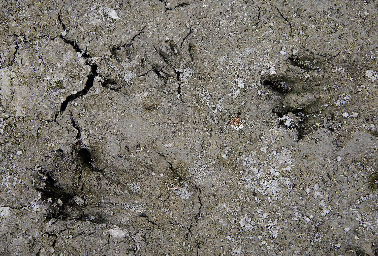 Image of beavers