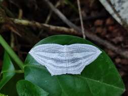 Image of Acropteris striataria Clerck