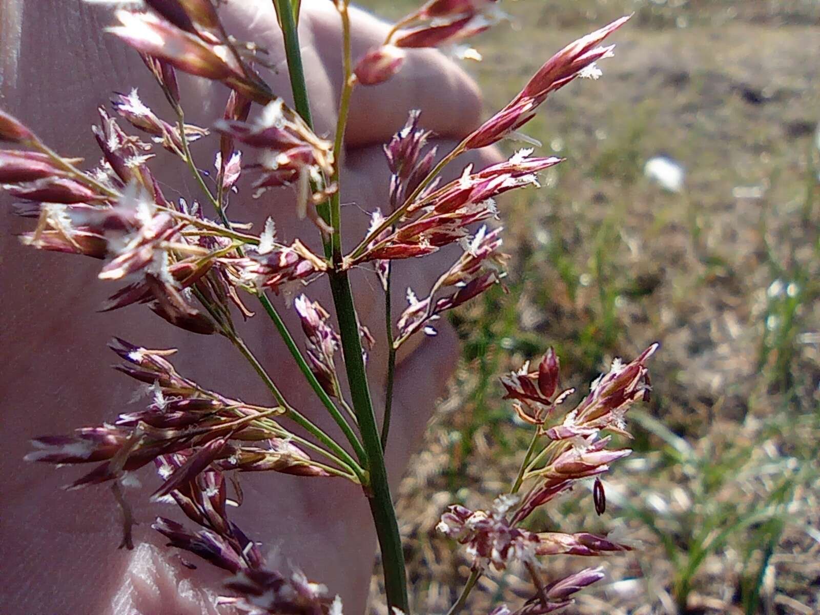 Image of polargrass