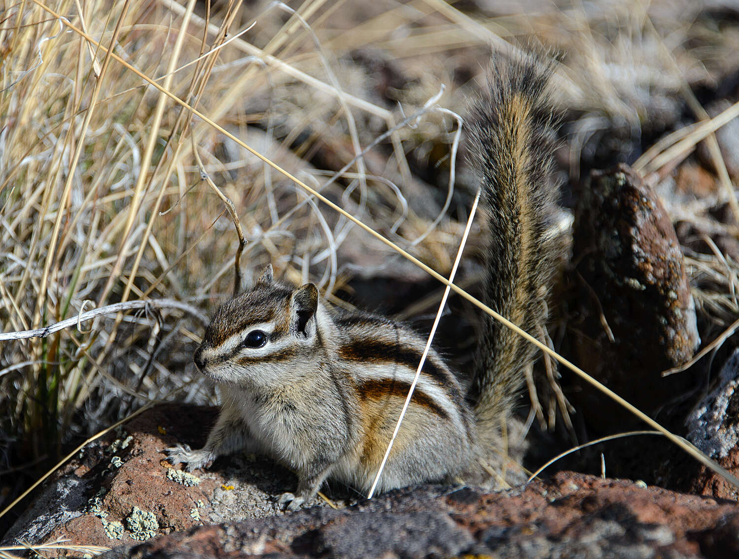 Image of Yellow-pine Chipmunk