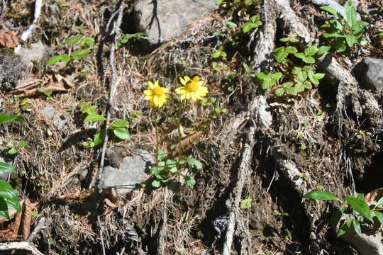 Image of Dwarf Arctic Groundsel