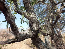 Image of Transvaal beech