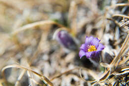 Imagem de Pulsatilla campanella Fisch. ex Regel & Tiling