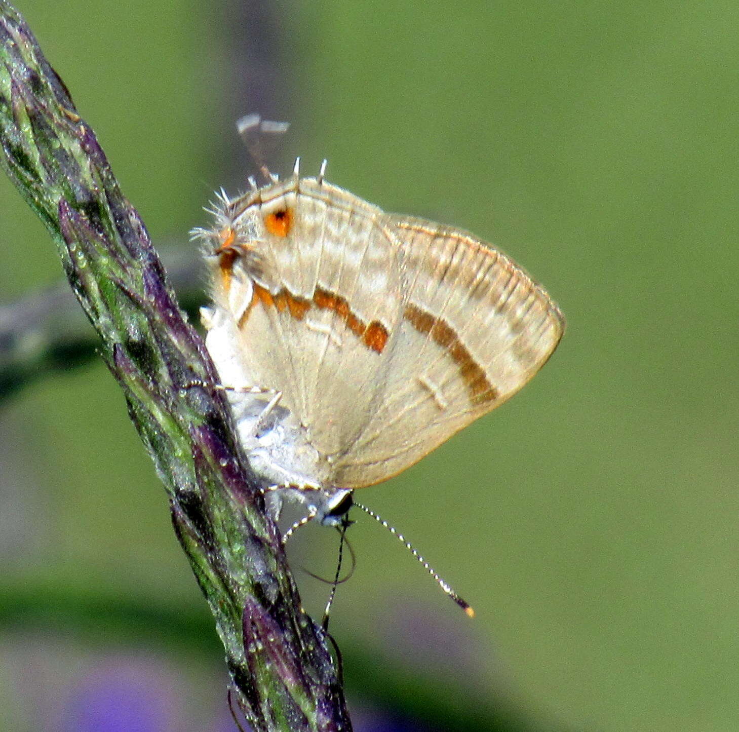 Image of Rubroserrata ecbatana