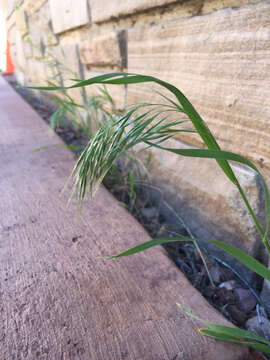 Imagem de Bromus tectorum L.