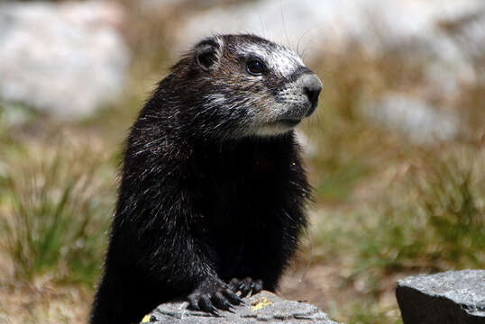 Image of Marmota subgen. Petromarmota Steppan et al. 1999