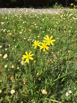 Image of Senecio littoreus Thunb.