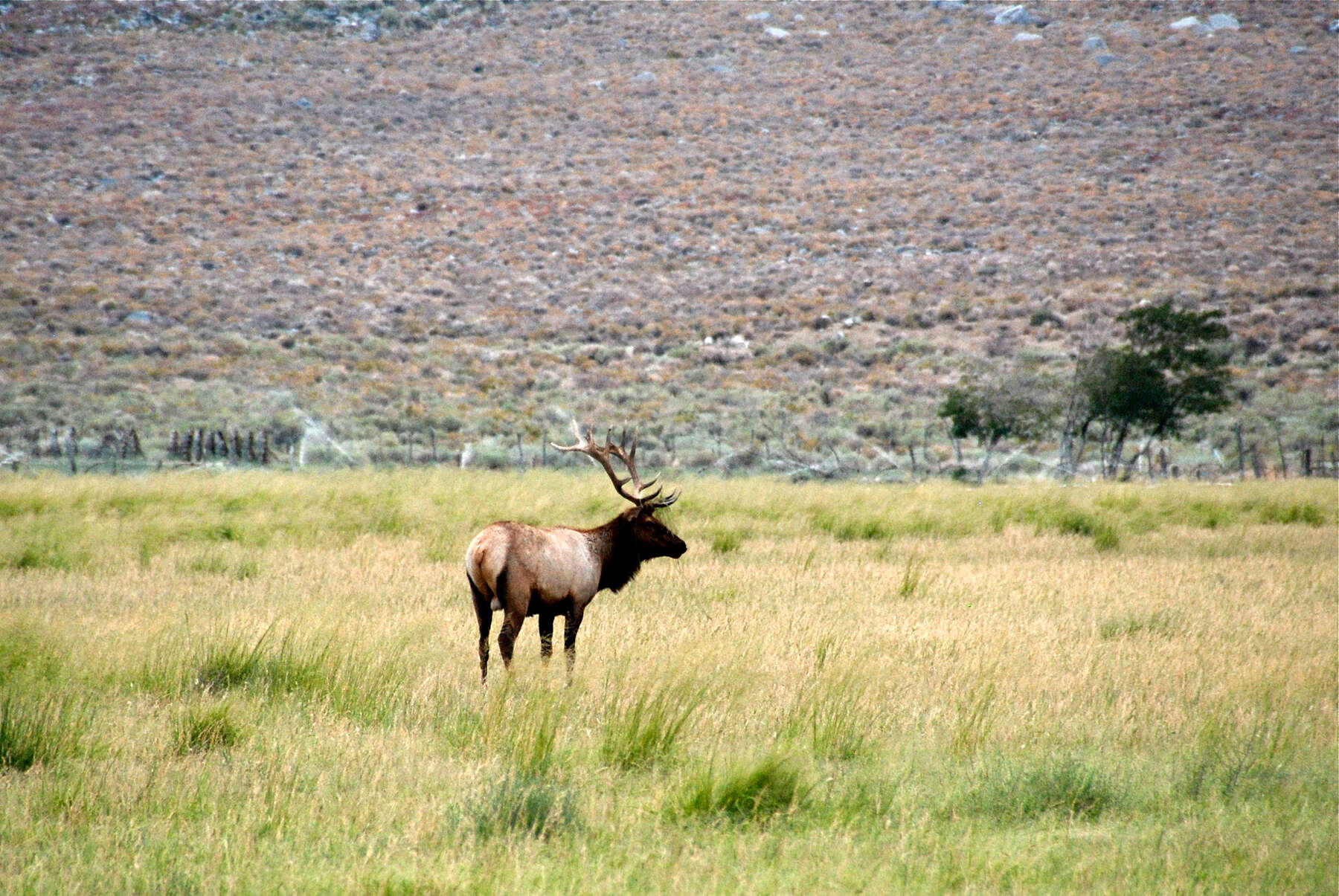 Image of Cervus canadensis nannodes