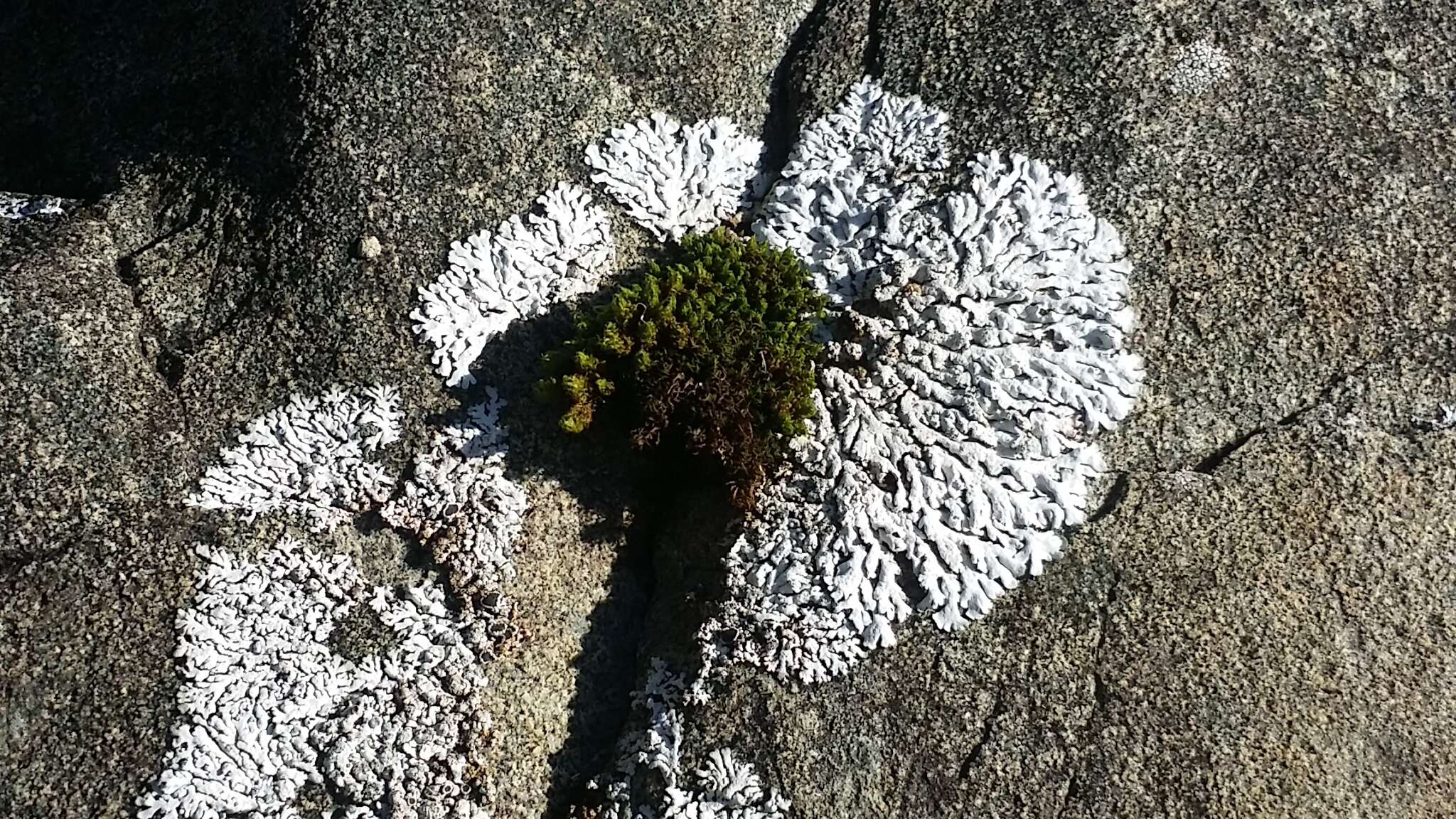 Image of seaside schistidium moss