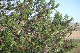 Imagem de Prunus virginiana var. demissa (Nutt.) Torr.