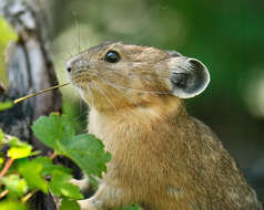 Image of Ochotona subgen. Pika Lacépède 1799