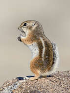 Image of white-tailed antelope squirrel